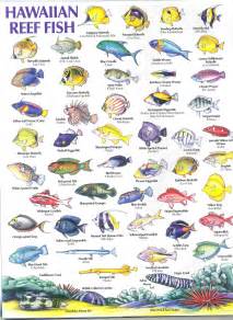 HAWAIIAN REEF FISH GUIDE Types of fish, Hawaiian names