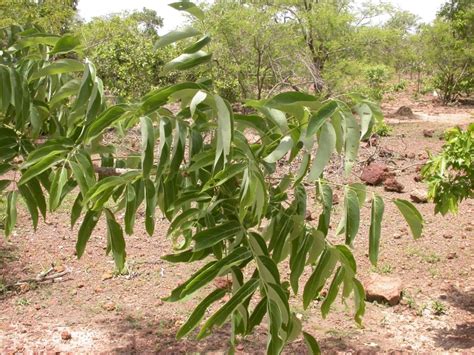 West African Plants A Photo Guide Lannea Microcarpa Engl And Kkrause