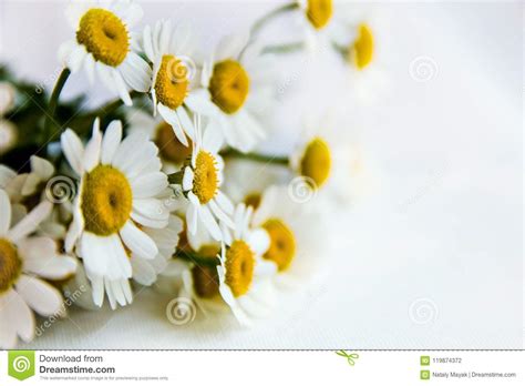 Field Chamomiles Flowers Close Up Stock Photo Image Of Camomile