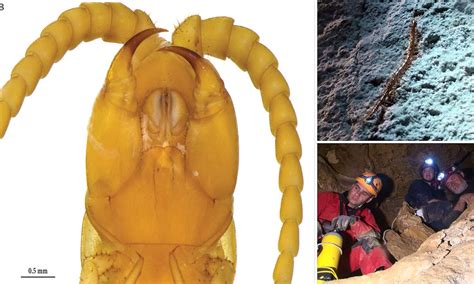 Nature Venomous Centipede Discovered In Romanian Cave Thought To Be