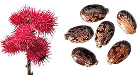 Rizin kann aus den nebenprodukten der rizinusölherstellung gewonnen werden. ᐅᐅ02/2021 Ricinus Samen • Die aktuellen TOP Modelle am ...