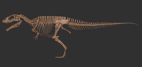 Vitamin Imagination Giganotosaurus Skeleton 477