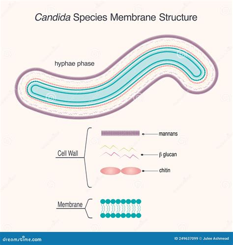 Candida Species Membrane Structure Stock Vector Illustration Of