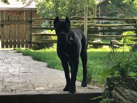 See puppy pictures, health information and reviews. Maximilian Cane Corso, breeder of the Cane Corso in ...