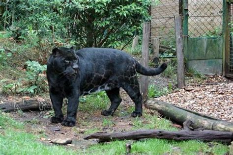 Le Jaguar Noir Photo De Parc Zoologique Damneville Amneville
