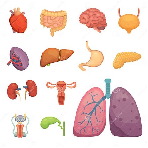 Órganos Humanos De La Historieta Fijados Anatomía Del Cuerpo Sistema