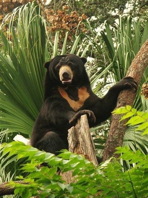 The Malayan Sun Bears Look Like Humans Wearing A Bear Costume Malayan
