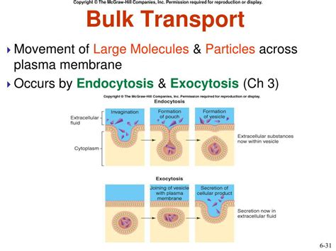 Ppt Chapter 6 Interaction Between Cells And Extra Cellular Environment