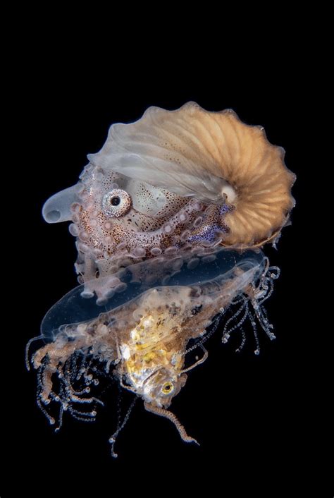 Baby Octopus Riding A Jellyfish Eating A Minnow Natureismetal