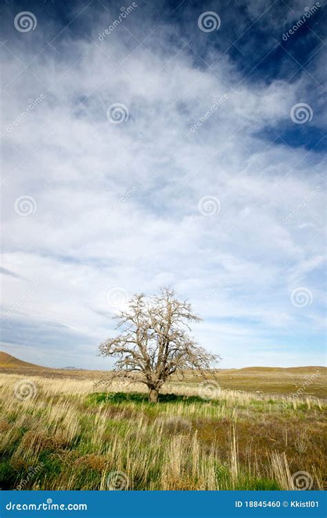 Lone Tree In A Field Of Grass Stock Photo Image Of Palmdate Horizon