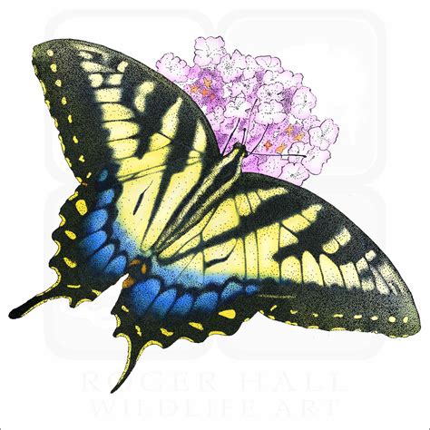 Eastern Tiger Swallowtail Butterfly Signed Fine Art Print Inkart