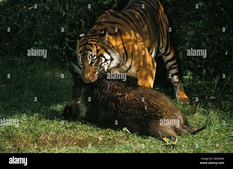 Panthera Tigris Sumatrae Hunting Hi Res Stock Photography And Images