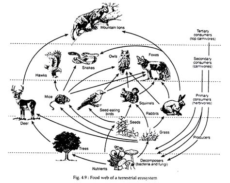 This note talks about food chain and web along with types of ecological pyramid. Food Web: Meaning and Types | Zoology