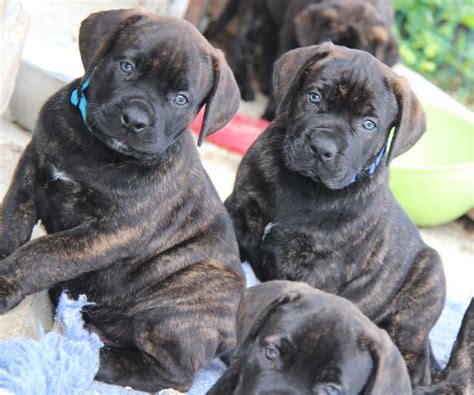 2 Boerboels Ultra Brindle Brothers Puppies For Sale Boerboel Puppies
