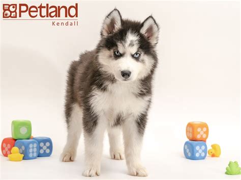 Find husky puppies in canada | visit kijiji classifieds to buy, sell, or trade almost anything! Petland Florida has Siberian Husky puppies for sale! Interested in finding out more about this ...