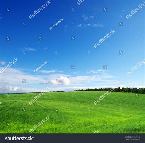 Green Field And Blue Sky Stock Photo 116175742 Shutterstock