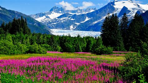 Alaska Mountains Glaciers Cliffs Flowers Nature