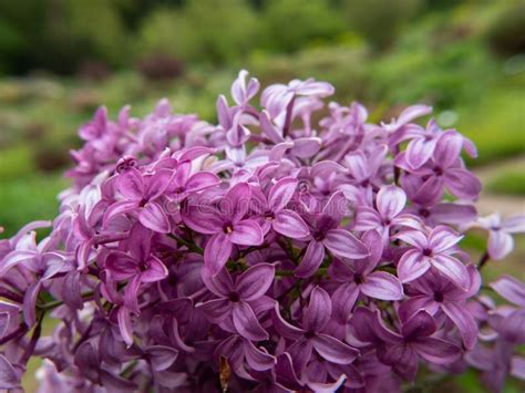 Purple Flowers In The Garden Stock Image Image Of Field Beautiful
