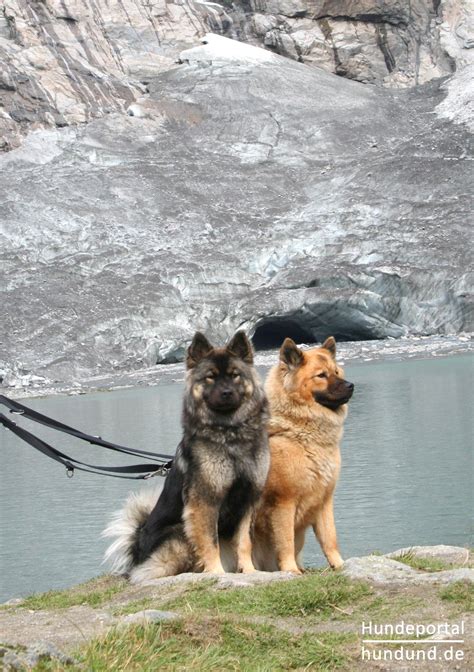 It has a medium build, fluffy fur, a sweetly curled tail, smiling eyes, and some all prospective eurasier owners should be prepared to care for this attentive canine, in good. Eurasier, Wolf-Chow Foto 35627 - hundund.de