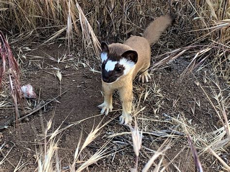 Displaced Baby Weasel Ready For Life In The Wild With Help From San