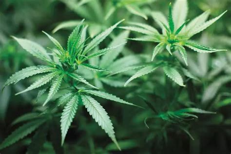 Chanvre Le Cannabis “bien être” Une Opportunité Agriculture Massif