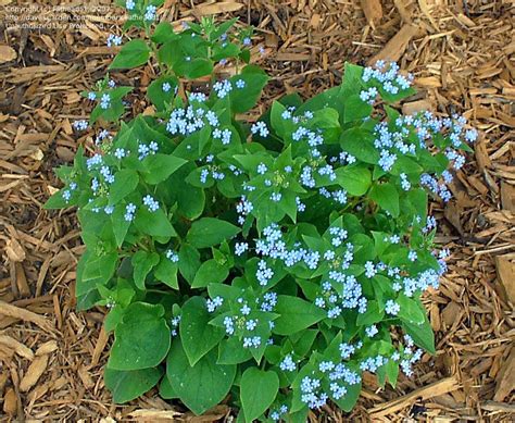 False Forget Me Not Perennial Tiny Blue Flowers Heart Shaped Foliage