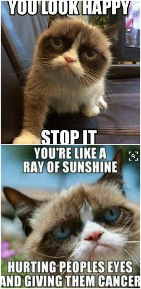 20 Funny Grumpy Cat Memes That Will Make You Laugh Lol Factober