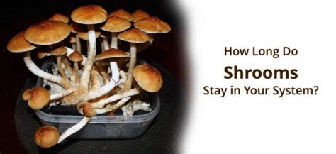How Long Do Shrooms Stay In Your System What Are Their Side Effects
