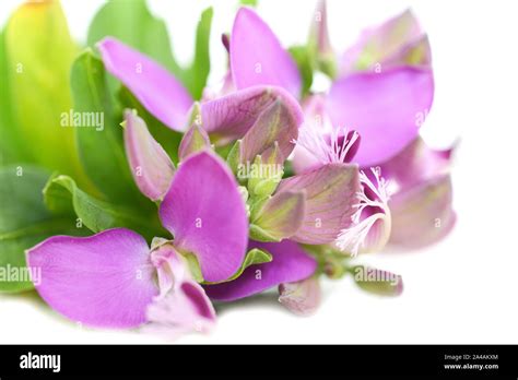 Purple Flowers And Leaves On White Background In Studio Stock Photo Alamy