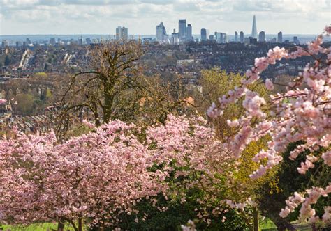10 Pretty Places For Cherry Blossom In London This Spring