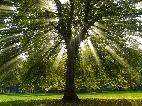 22 Fast Growing Shade Trees To Plant In Your Yard Bob Vila