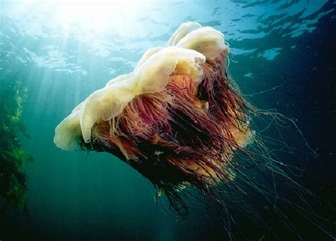 Самая большая медуза в мире фото места обитания Topkin 2024