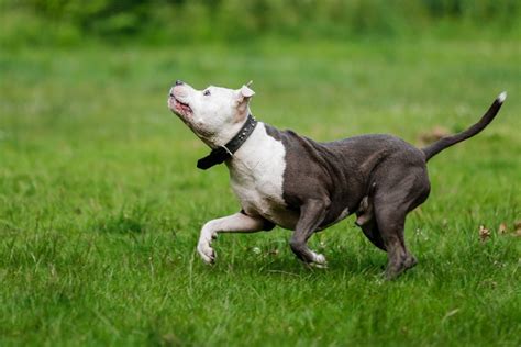 Cuáles Son Los Tipos De Pitbull Conoce Los Diferentes Tipos Que Hay