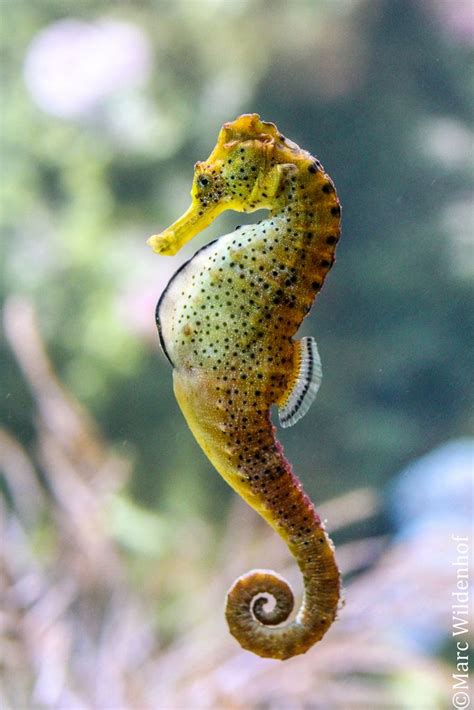 Seahorse By Marc Wildenhof Beautiful Sea Creatures Sea Animals