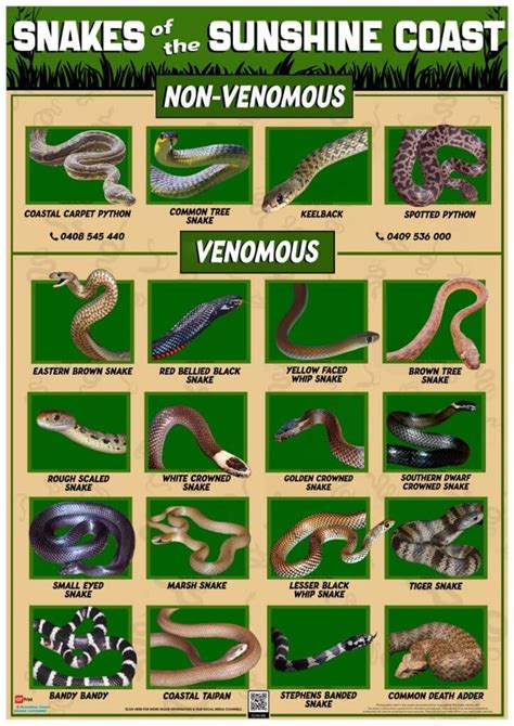 10 Pack Of Sunshine Coast Snake Id Poster The Snake Catcher