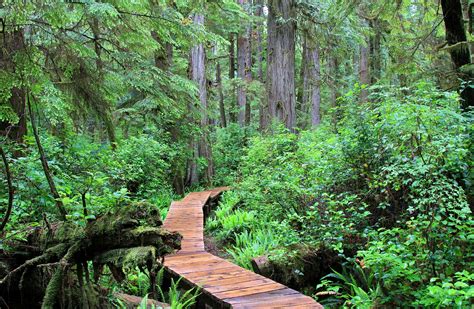 Rainforest Path Canada Vancouver Free Photo On Pixabay Pixabay