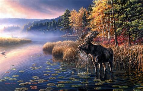 Animal Moose Hd Wallpaper By James Meger