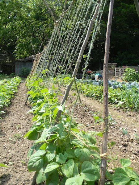 This Is A Green Bean Trellis That Worked Very Well For Usand Easy To