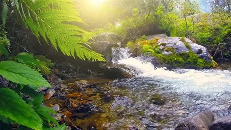 Clear Water Mountain Stream In Forest 4k Beautiful Mountain Forest