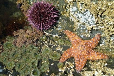 11 Unique Characteristics Of Starfish Wildlife Informer