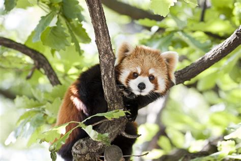 Red Panda Adoption Pack Voucher Wowcher