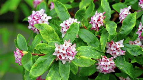 How To Grow And Care For A Daphne Plant Bunnings New Zealand