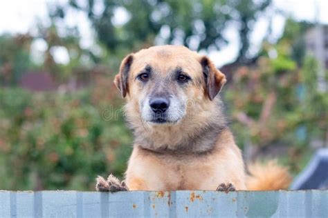A Brown Dog Looks Out From Behind A Metal Fence Stock Image Image Of