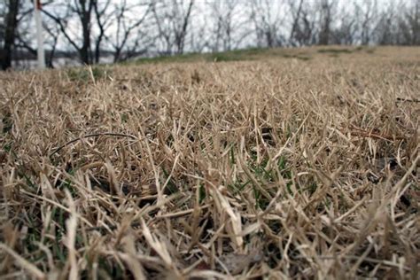 How To Tell The Difference Between Dead And Dormant Grass Dead Grass