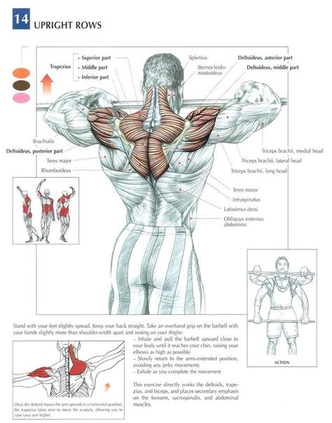 The Anatomy of The Upright Row Workout