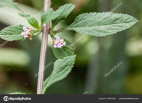 Lippia Alba Fresh Leaves Soon Relief Medicinal Plant Stock Photo By