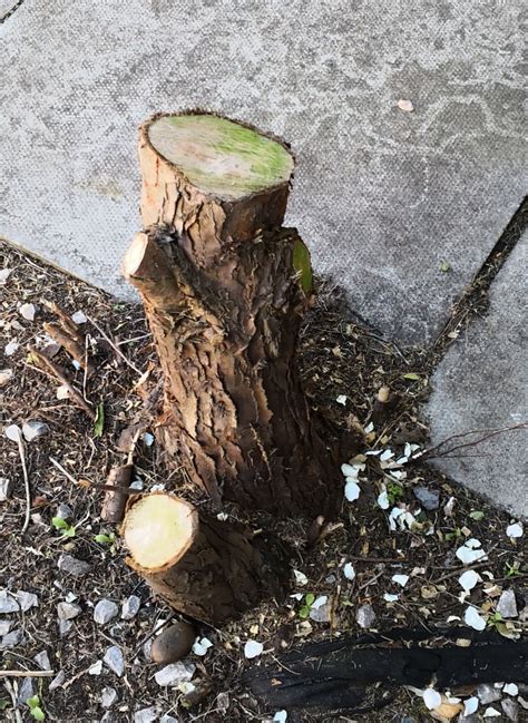 How to kill small tree stumps. How To Remove Small Stumps / Removing Small Stumps Without ...