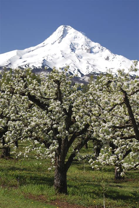 Mt. Hood - Hood River, Oregon #mthood #cherryblossoms #hoodriver