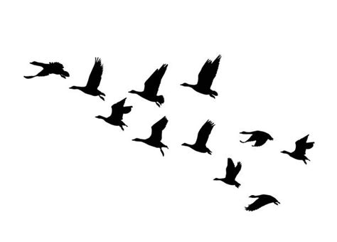 930 Flying Goose Silhouette Illustrations Royalty Free Vector