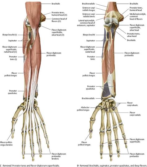 Diagram Of The Muscles In The Forearm Anatomy Human Arm Muscles By